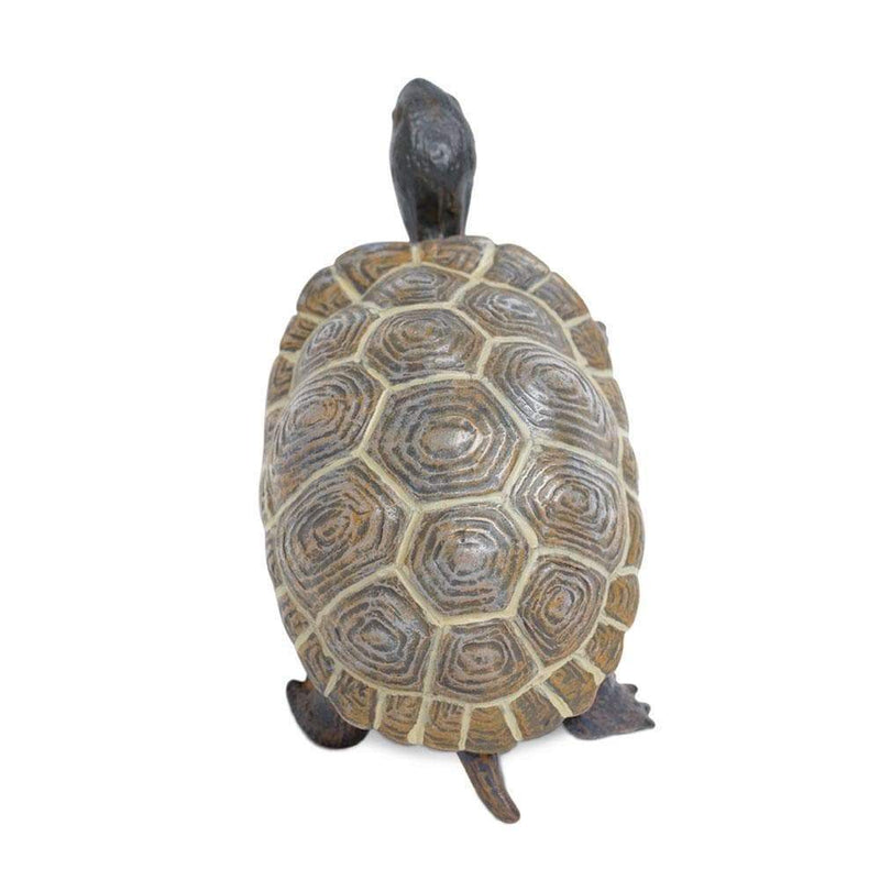 Tortoise Baby-3