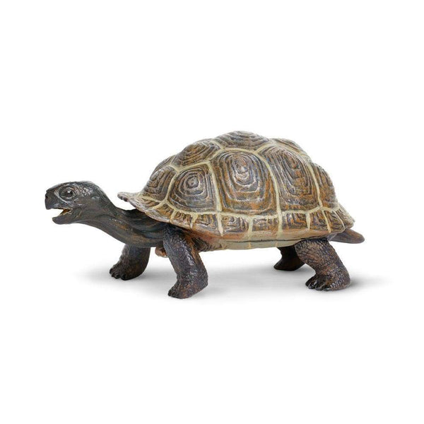 Tortoise Baby-0