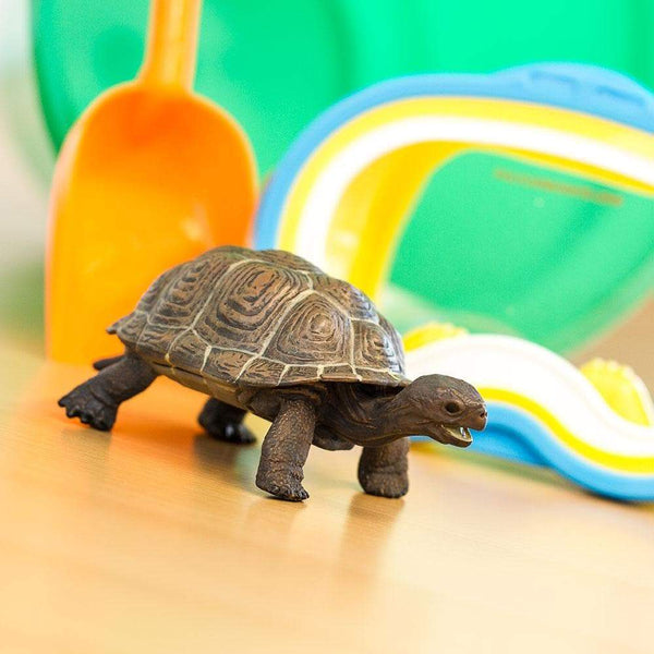 Tortoise Baby-1