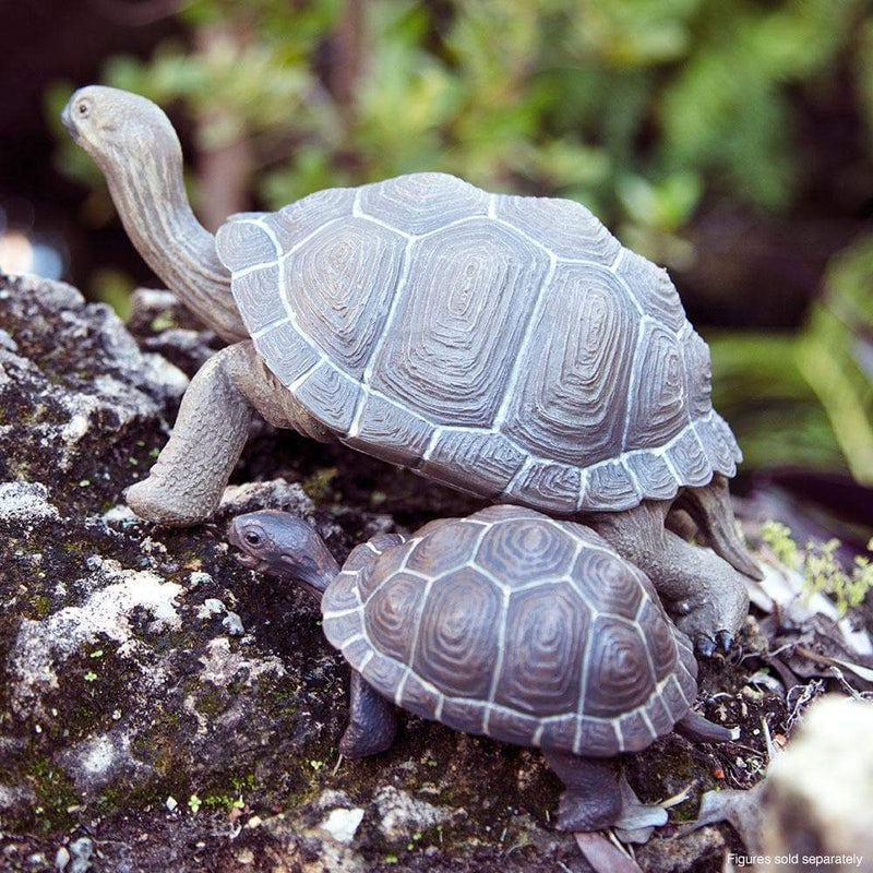 Tortoise Baby-2