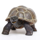 Tortoise Baby-4